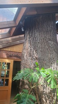 BLOG_Baum5.jpg