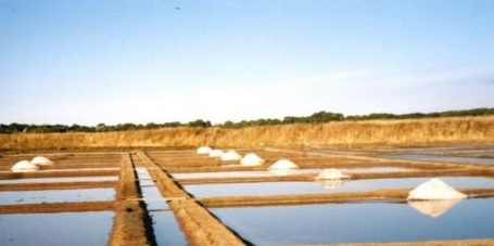 Salzsaline
